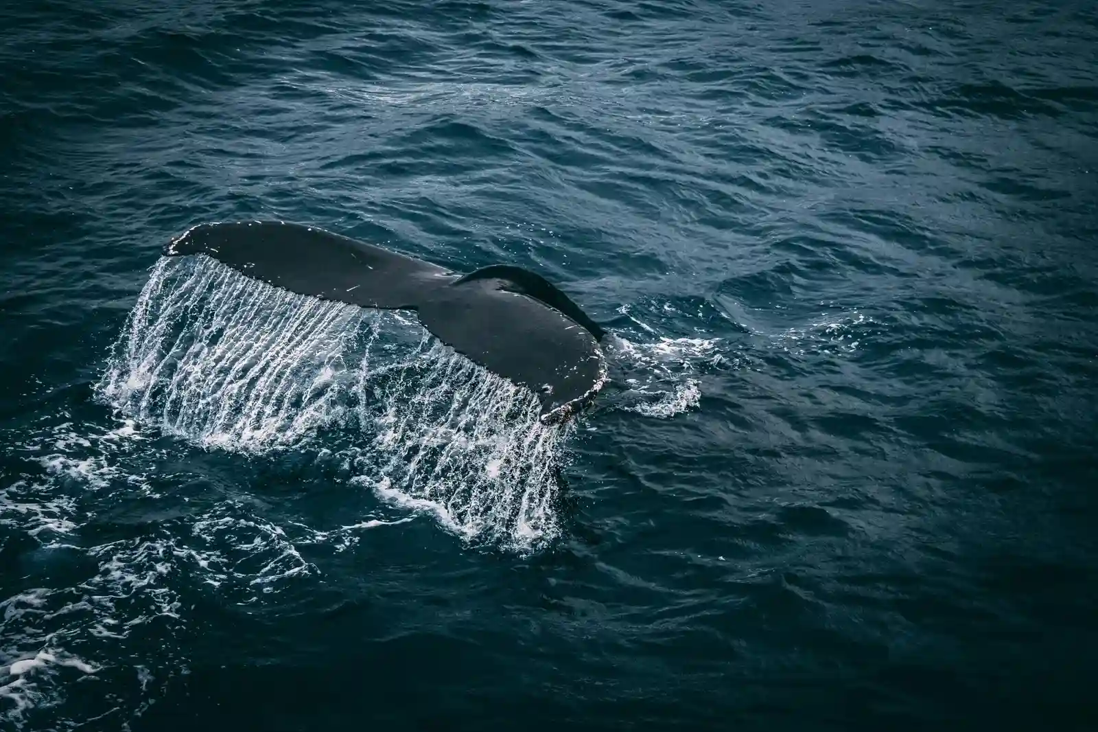 Winter Whale Safari